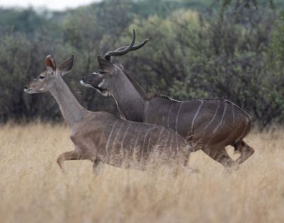 Greater Kudu