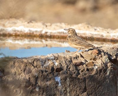 Sclater's Lark