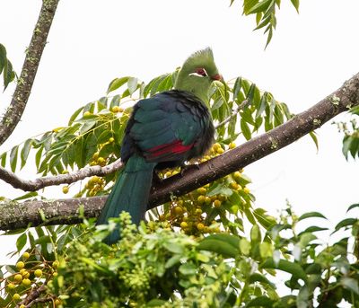 Knysna Turaco