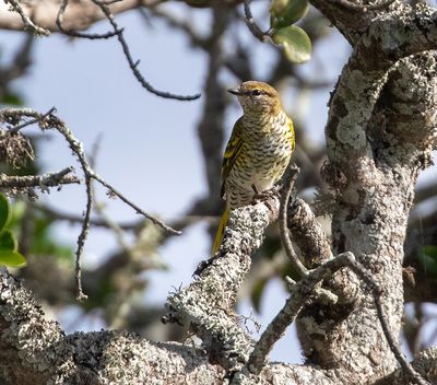 Black Cuckooshrike