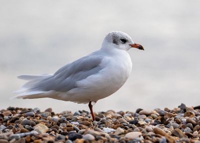 Mediterranean Gull