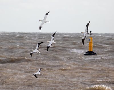 Gannet