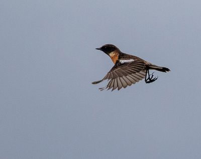 Stonechat