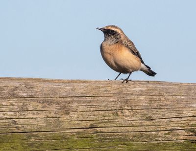 Pied Wheatear