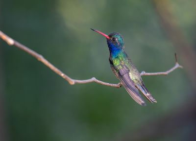 Turquoise-crowned Hummingbird