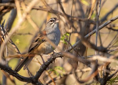 Cinnamon-tailed Sparrow