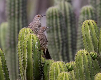 Curve-billed Thrasher