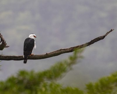 Black-and-white Hawk-Eagle