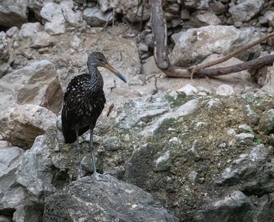 Limpkin