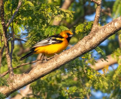 Streak-backed Oriole