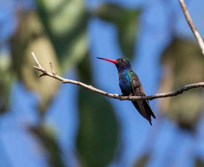 Turquoise-crowned Hummingbird