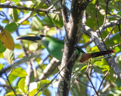 Waglers Toucanet