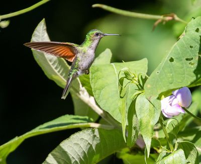 Blue-capped Hummingbird