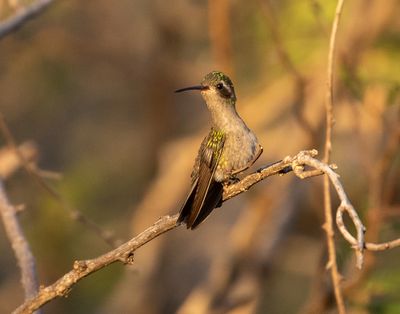 Turquoise-crowned Hummingbird