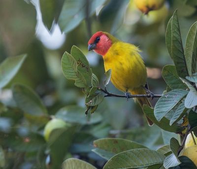 Red-headed Tanager