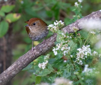 Russet Nightingale-Thrush