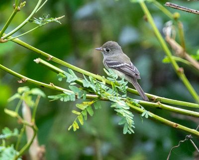 Least Flycatcher