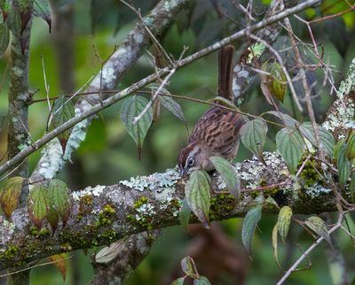 Oaxaca Sparrow