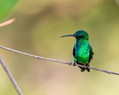 Shining-green Hummingbird