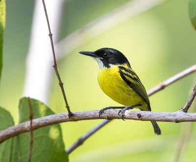 Black-headed Tody-Flycatcher