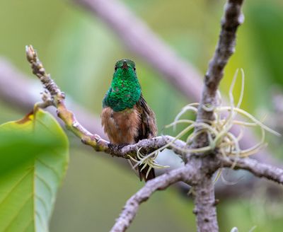 Chestnut-bellied Hummingbird