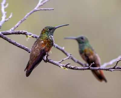 Chestnut-bellied Hummingbird