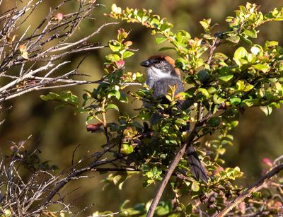 Antioquia Brushfinch