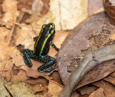 Kokoe poison dart frog 