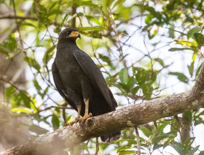 Common Black Hawk