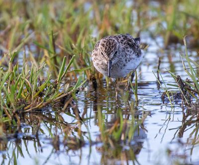 Least Sandpiper