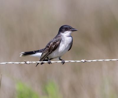 Eastern Kingbird