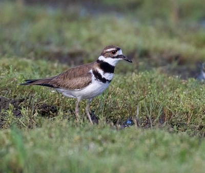 Killdeer