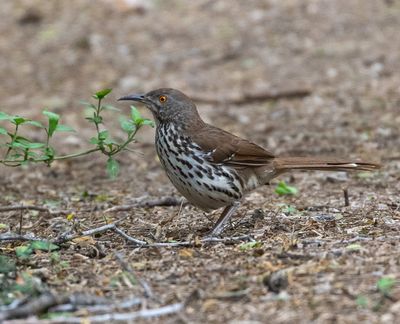 Long-billed Thrasher