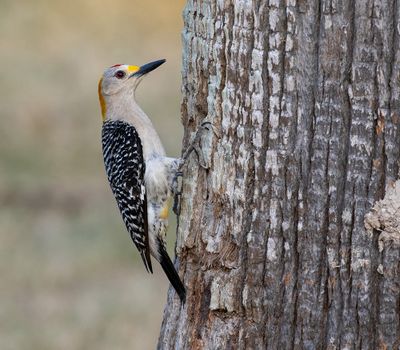 Golden-fronted Woodpecker