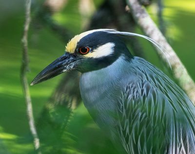 Yellow-crowned Night Heron