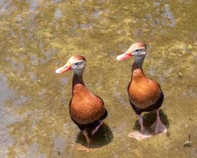Black-bellied Whistling-Duck