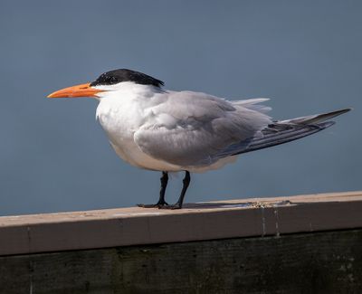Royal Tern