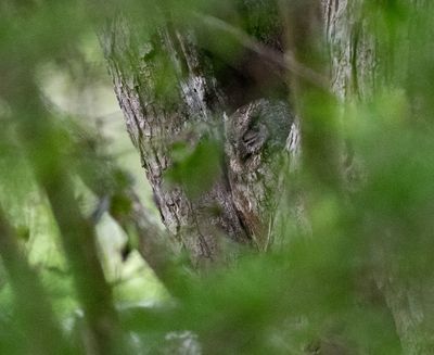 Eastern Screech-Owl