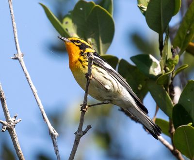 Blackburnian Warbler