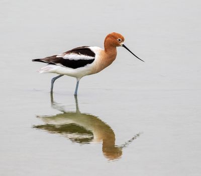 American Avocet