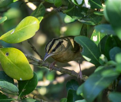 Worm-eating Warbler