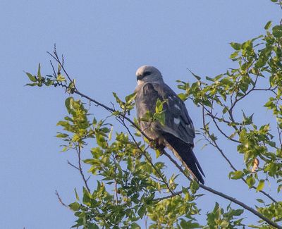 Mississippi Kite