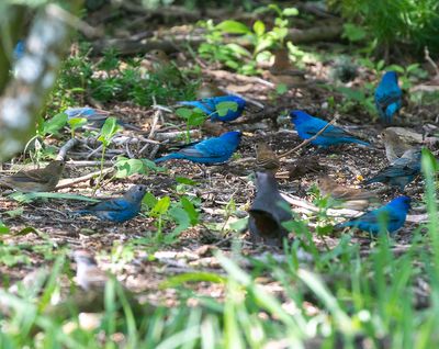 Indigo Bunting