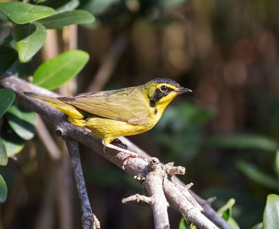 Kentucky Warbler