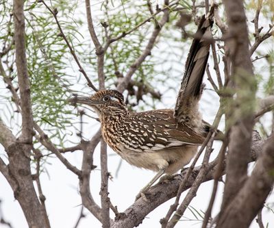 Greater Roadrunner