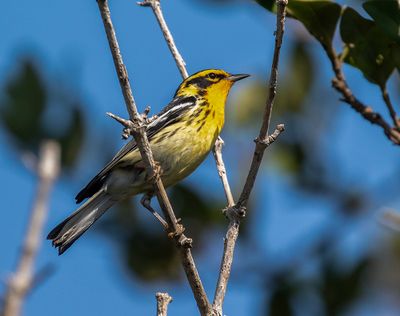 Blackburnian Warbler