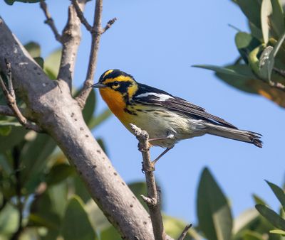 Blackburnian Warbler