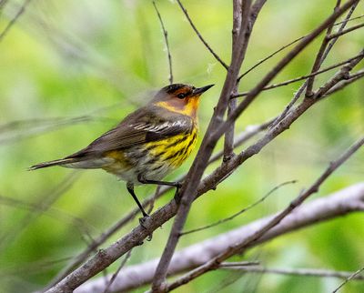 Cape May Warbler
