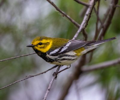 Black-throated Green Warbler