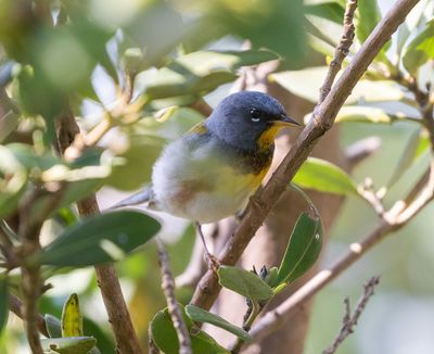 Northern Parula